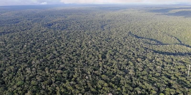 Inversion reveals Amazon as a minor carbon source
